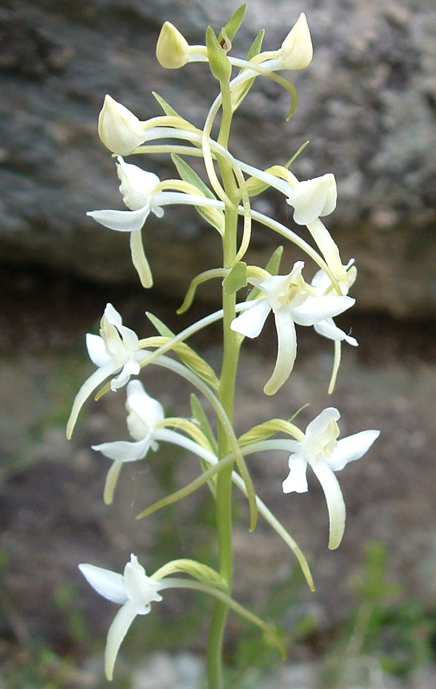 Platanthera chloranta o bifolia?